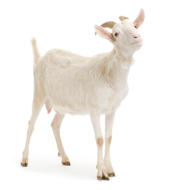 LUX TRANSITIONAL GOAT