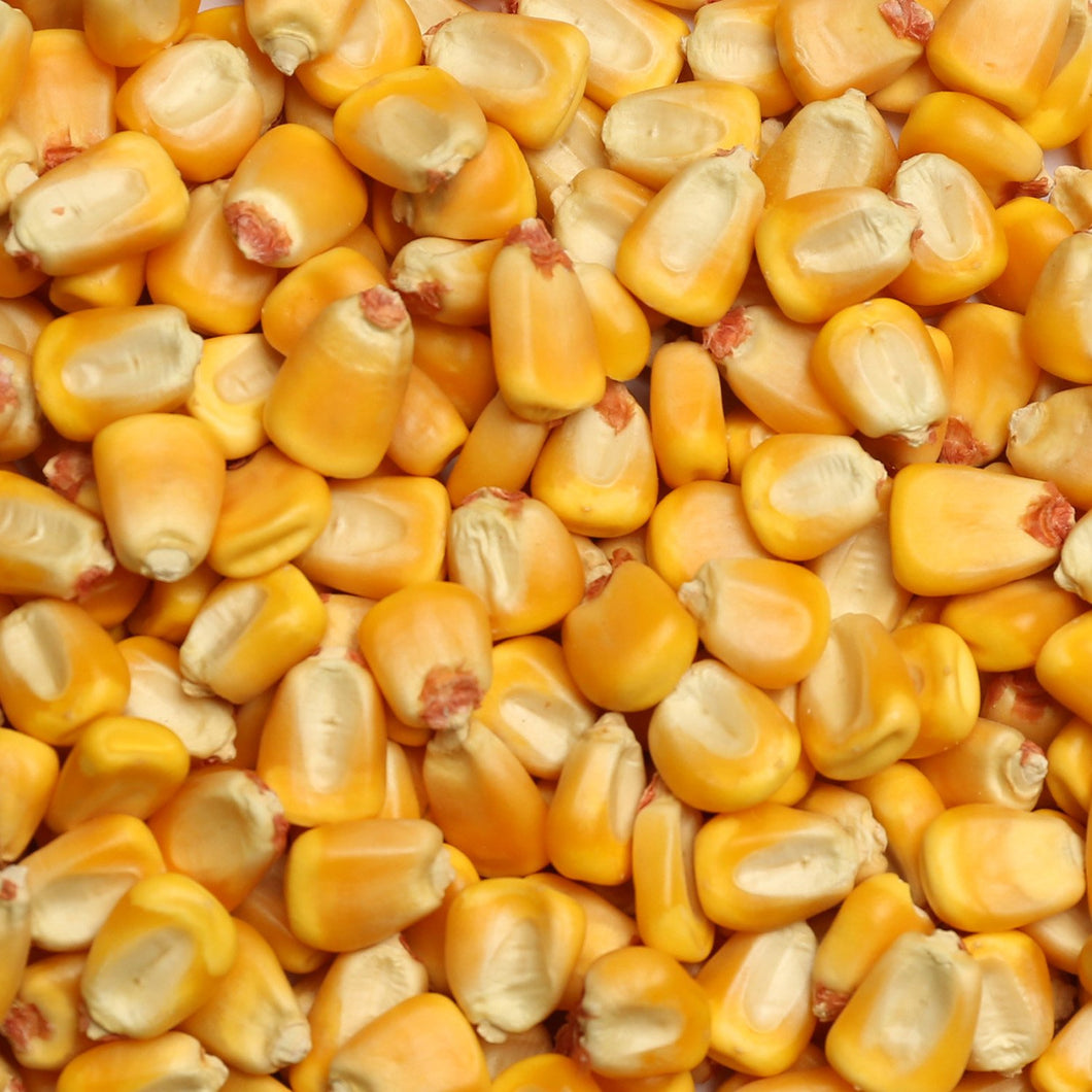 LUX TRANSITIONAL WHOLE CORN