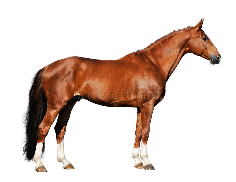 SENIOR HORSE FEED